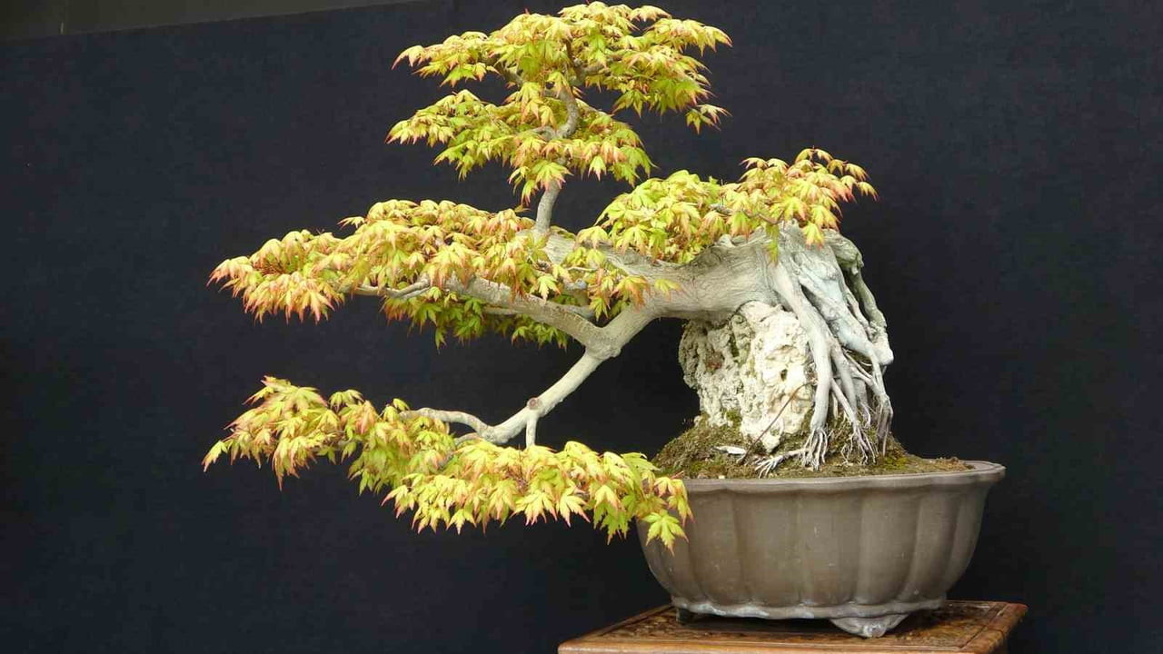 KOCAELİ BÜYÜKŞEHİR BELEDİYESİ EV SAHİPLİĞİ İLE DÜZENLENEN VI. ULUSAL BONSAİ SERGİSİ VE...