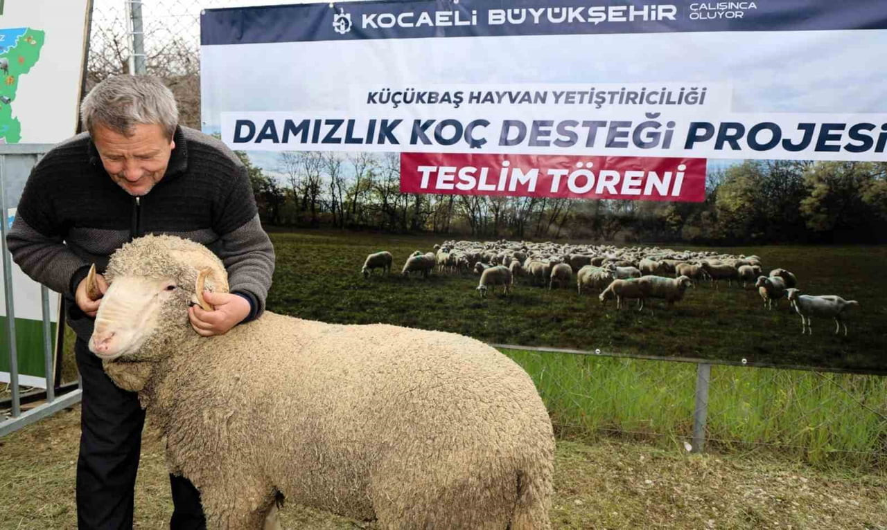 KOCAELİ BÜYÜKŞEHİR BELEDİYESİ, HAYVANCILIĞI DESTEKLEMEK VE KÜÇÜKBAŞ HAYVAN YETİŞTİRİCİLİĞİNDE...