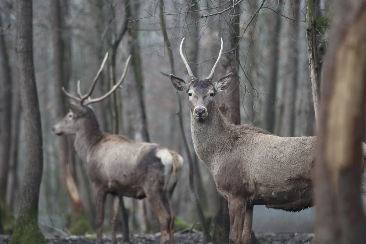 Kocaeli Büyükşehir Belediyesince Kartepe ilçesinde yaklaşık 2 bin dönümlük alanda kurulan Ormanya...