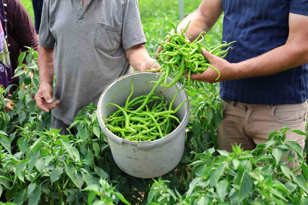 KOCAELİ'DE TARIMSAL ÜRETİMİ DESTEKLEMEK AMACIYLA KURULUMU YAPILAN YÜZDE 50 HİBELİ MODERN SERALARDA...