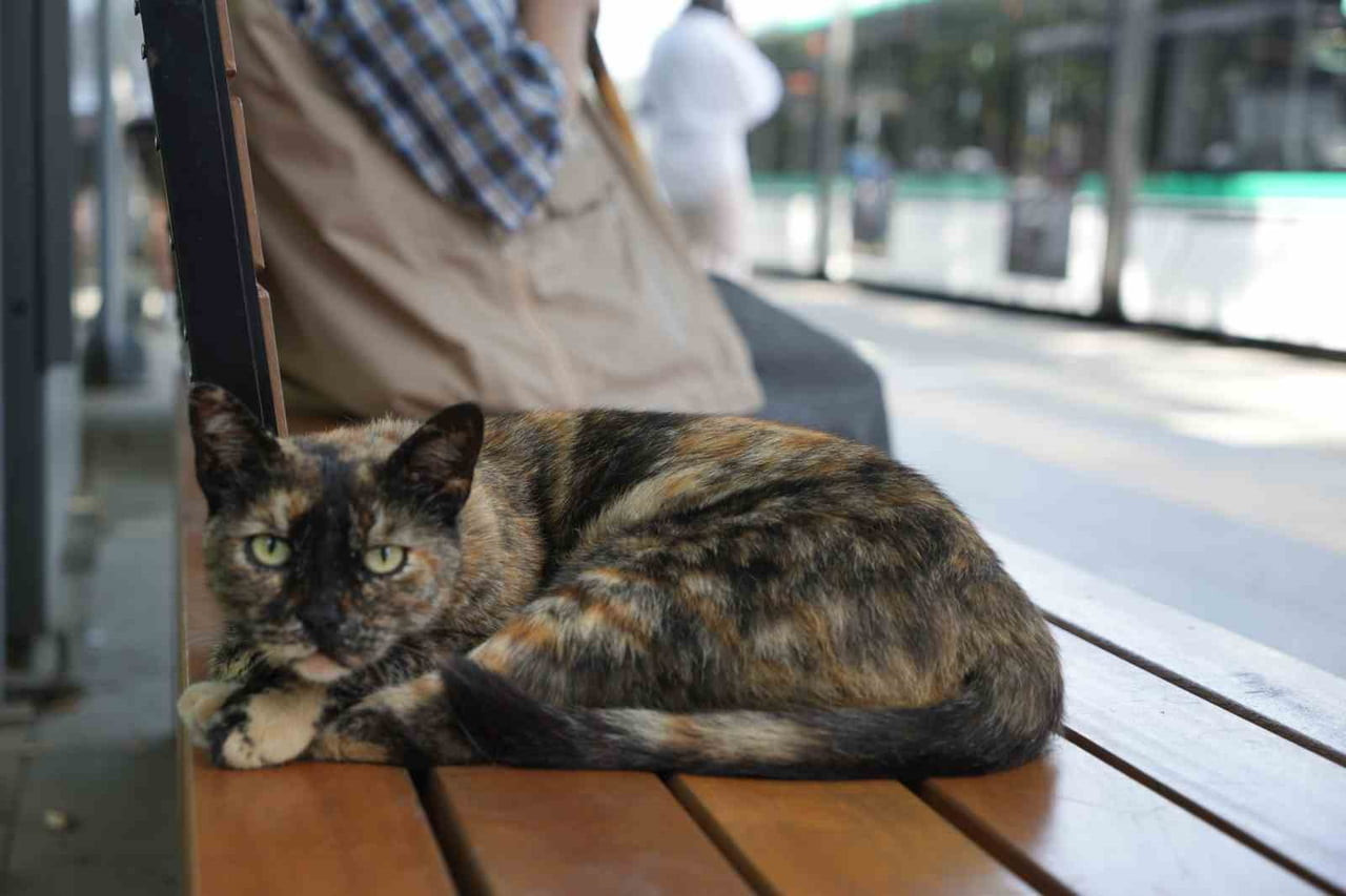 KOCAELİ'NİN İZMİT İLÇESİNDE AKÇARAY TRAMVAY HATTINDAKİ DOĞU KIŞLA İSTASYONUNDA YAŞAYAN "PAMUK"...