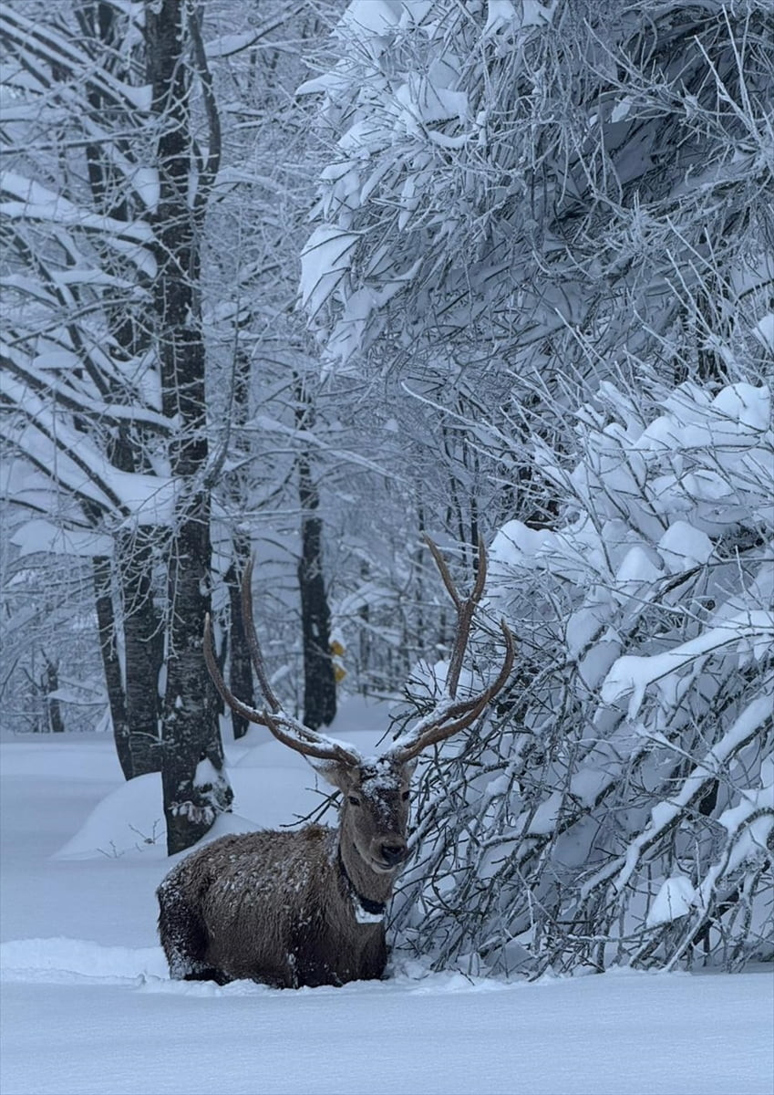 Kocaeli'nin Kartepe ilçesinde, karla kaplanan Kuzuyayla Tabiat Parkı'nda gezen kızıl geyik, cep...