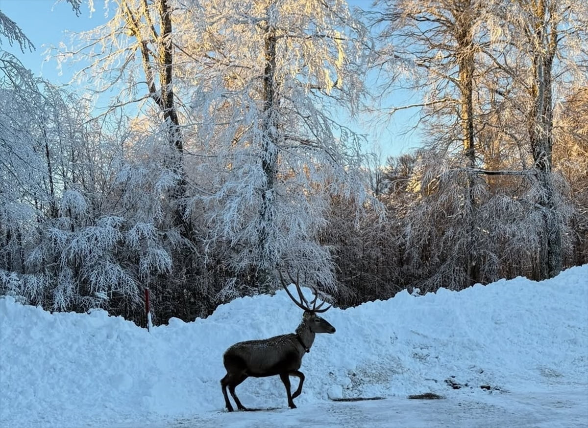 Kocaeli'nin Kartepe ilçesinde karla kaplanan Kuzuyayla'da yürüyen kızıl geyik, cep telefonu...