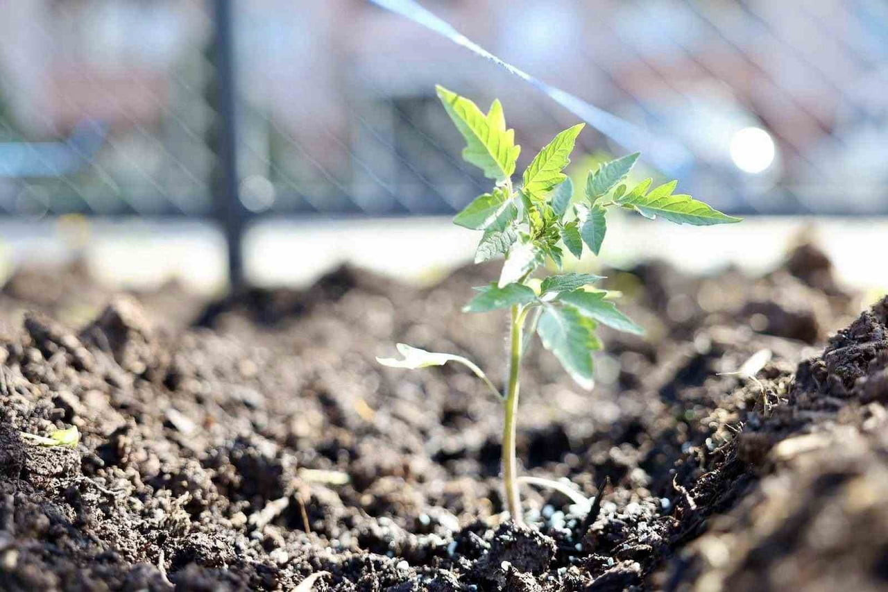 KOCAELİ'NİN KÖRFEZ İLÇESİNDE BELEDİYE TARAFINDAN YAKLAŞIK 1 DÖNÜMLÜK ARAZİDE OLUŞTURULAN ALANDA...