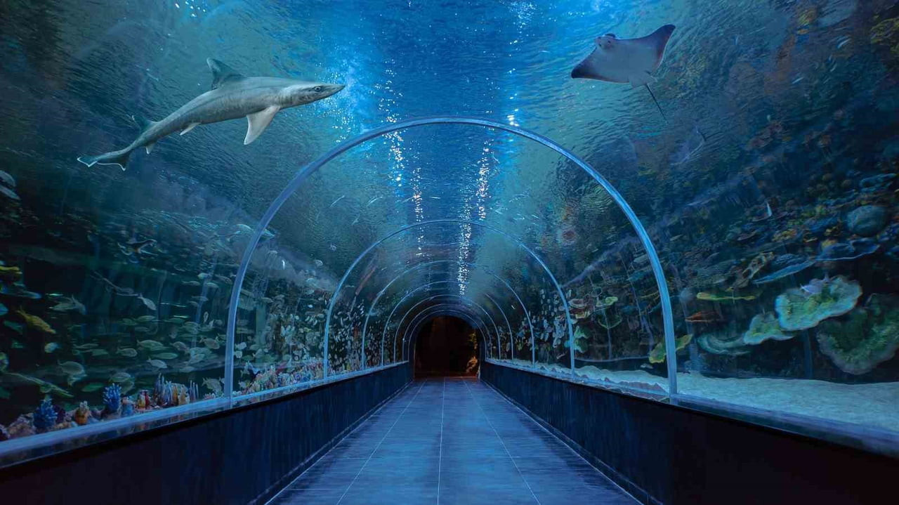 KOCAELİ’DE 700 MİLYON LİRALIK YATIRIMLA HAYATA GEÇİRİLEN KÖRFEZ AQUA KITALAR AKVARYUMU, 5 KITADAN...