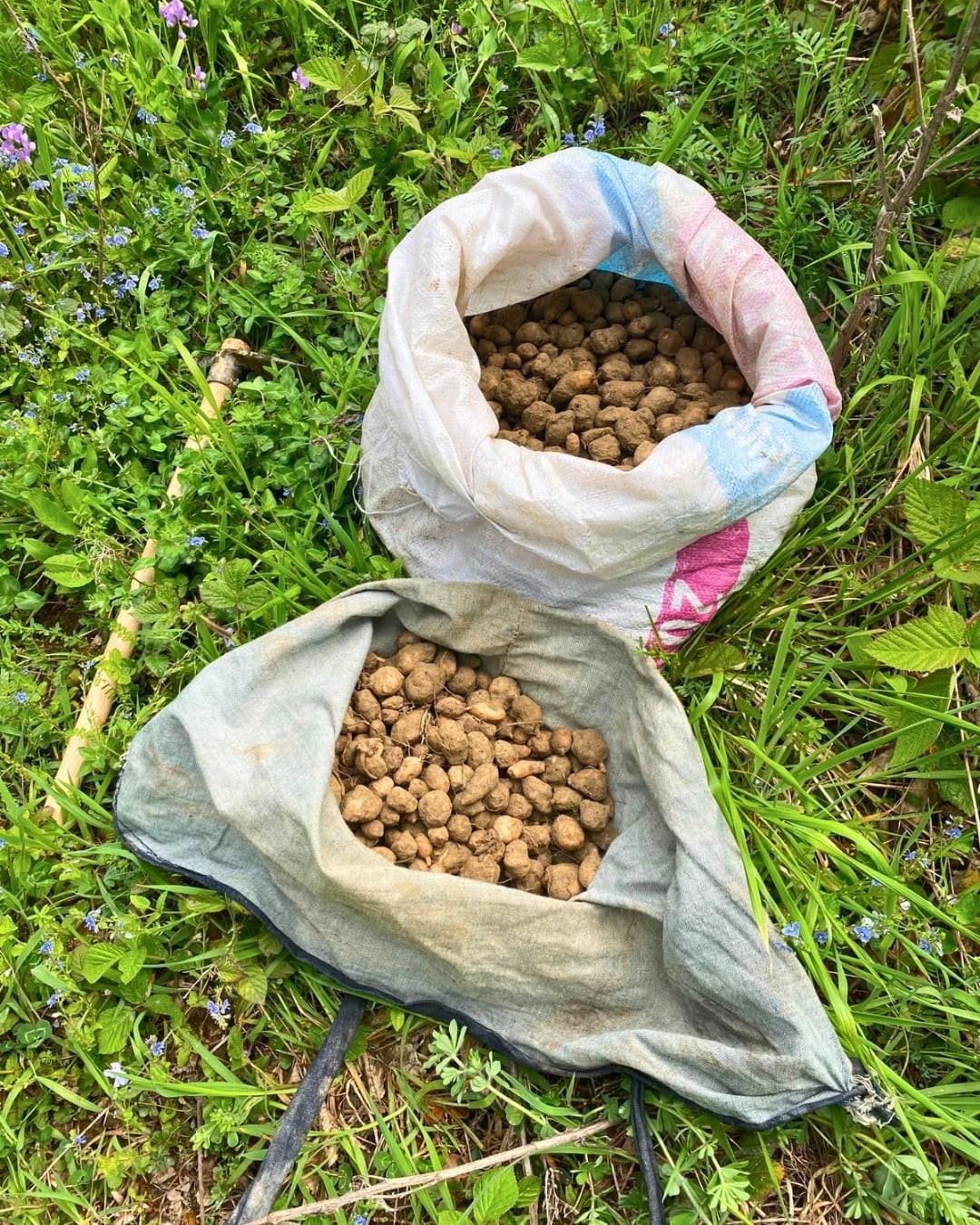 KOCAELİ’DE NESLİ TEHLİKE ALTINDA BULUNAN SALEP ORKİDELERİNİN İZİNSİZ TOPLANMASI ÜZERİNE 40 KİLO...