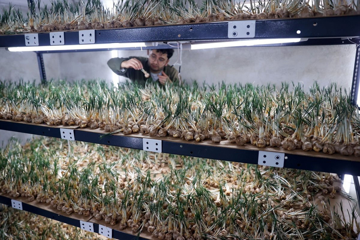 Konya'da, yüksek katma değerli tarımsal ürünlerden safranı topraksız tarım yöntemiyle üreten...