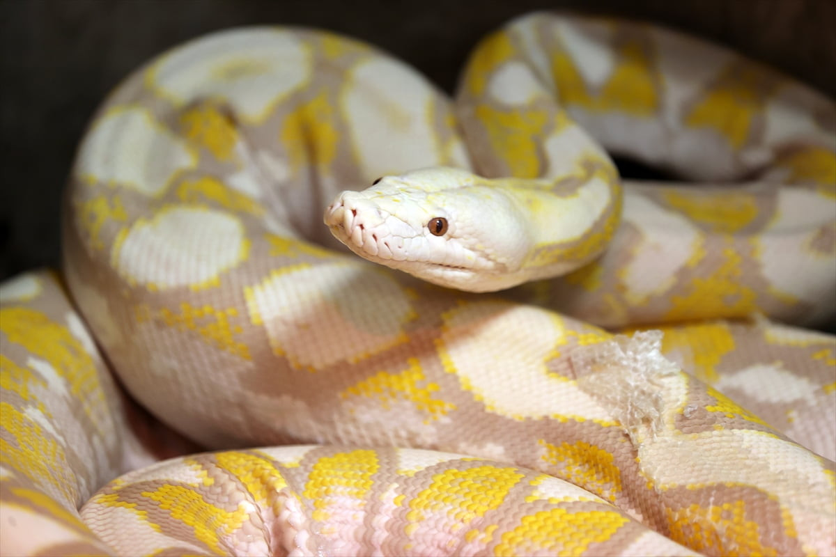 Konya'daki merkezde 3 albino Burma pitonu, türlerinden farklı olarak beyaz-krem tonlarındaki...