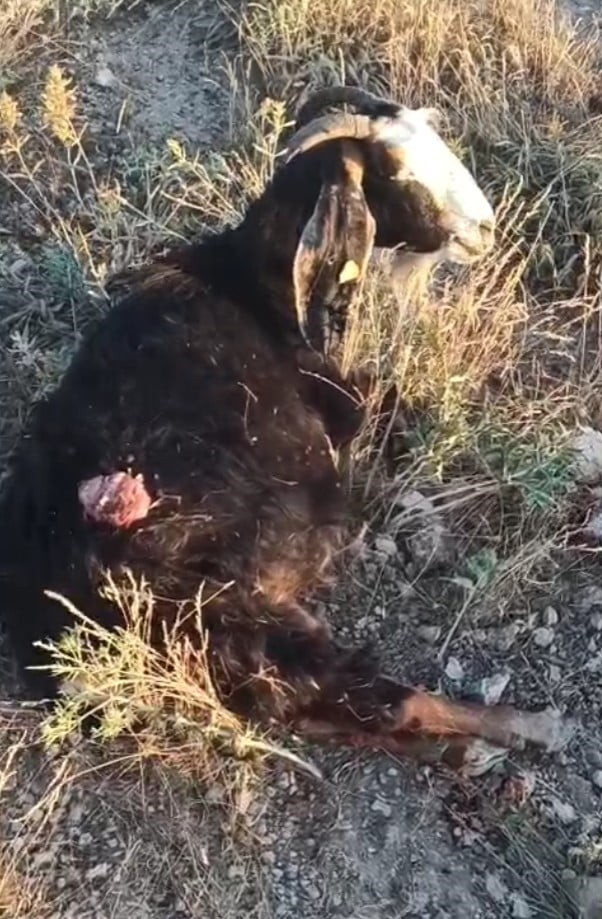 KONYA'NIN SEYDİŞEHİR İLÇESİNDE SOKAK KÖPEKLERİ SÜRÜDEN AYRILAN BİR KEÇİYE SALDIRDI. KÖPEKLER...