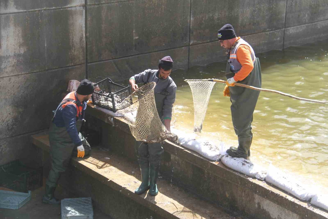 KONYA’NIN BEYŞEHİR İLÇESİNDEKİ BEYŞEHİR GÖLÜ’NDEN KANALA SÜRÜKLENEREK MAHSUR KALAN YÜZBİNLERCE...