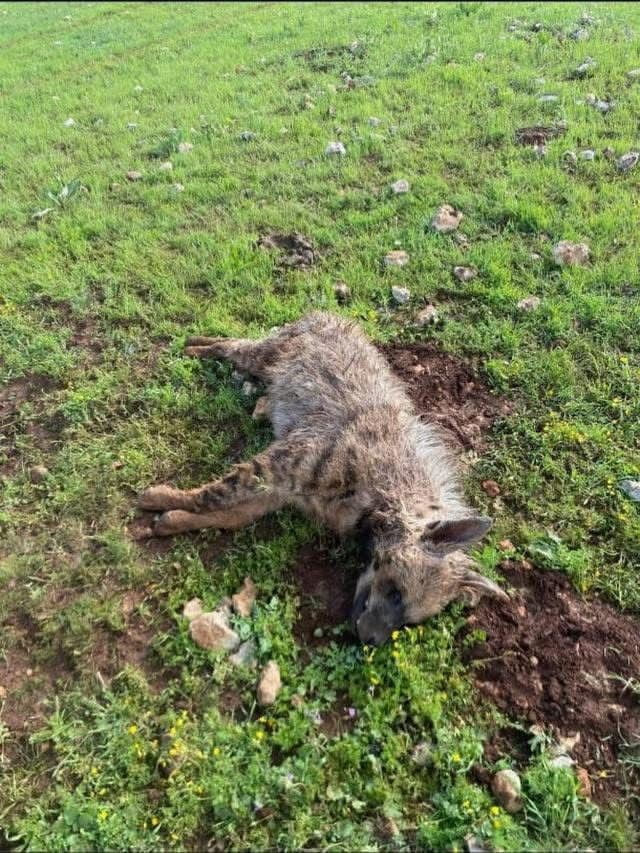 KÖPEKLERİN SALDIRISINA UĞRAYAN SIRTLAN TELEF OLDU