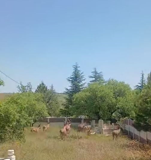 KORUMA ALTINDAKİ DAĞ KEÇİLERİ HARPUT MEZARLIKLARINDA GÖRÜNTÜLENDİ