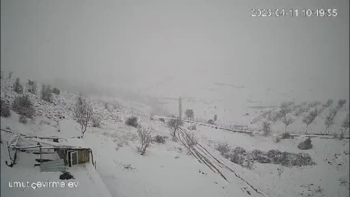 Köye inen kurt sürüsü kamerada