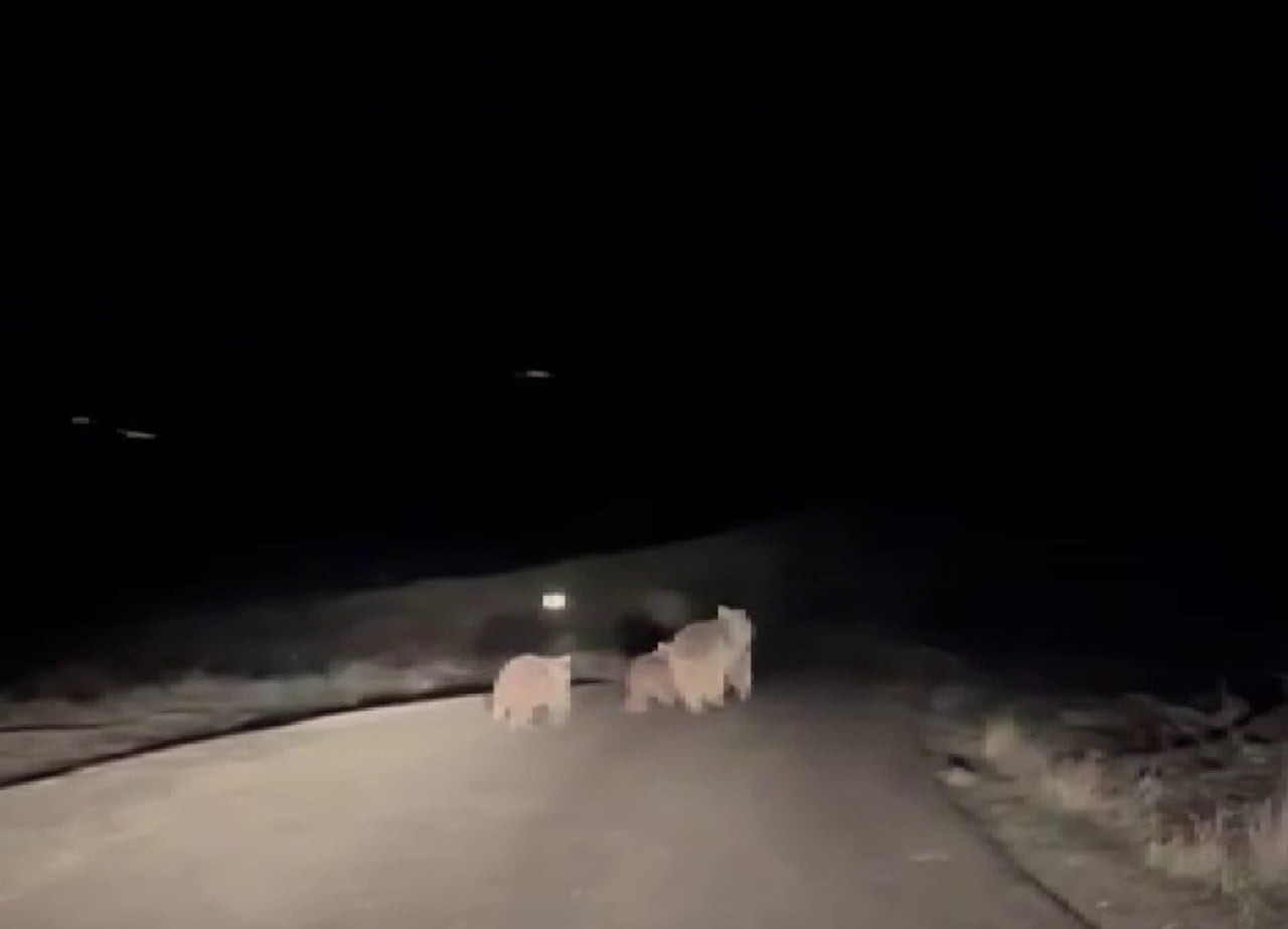 KOYULHİSAR İLÇESİNDE KIŞ UYKUSUNDAN UYANAN ANNE AYI VE YAVRULARI, KARINLARINI DOYURMAK İÇİN...