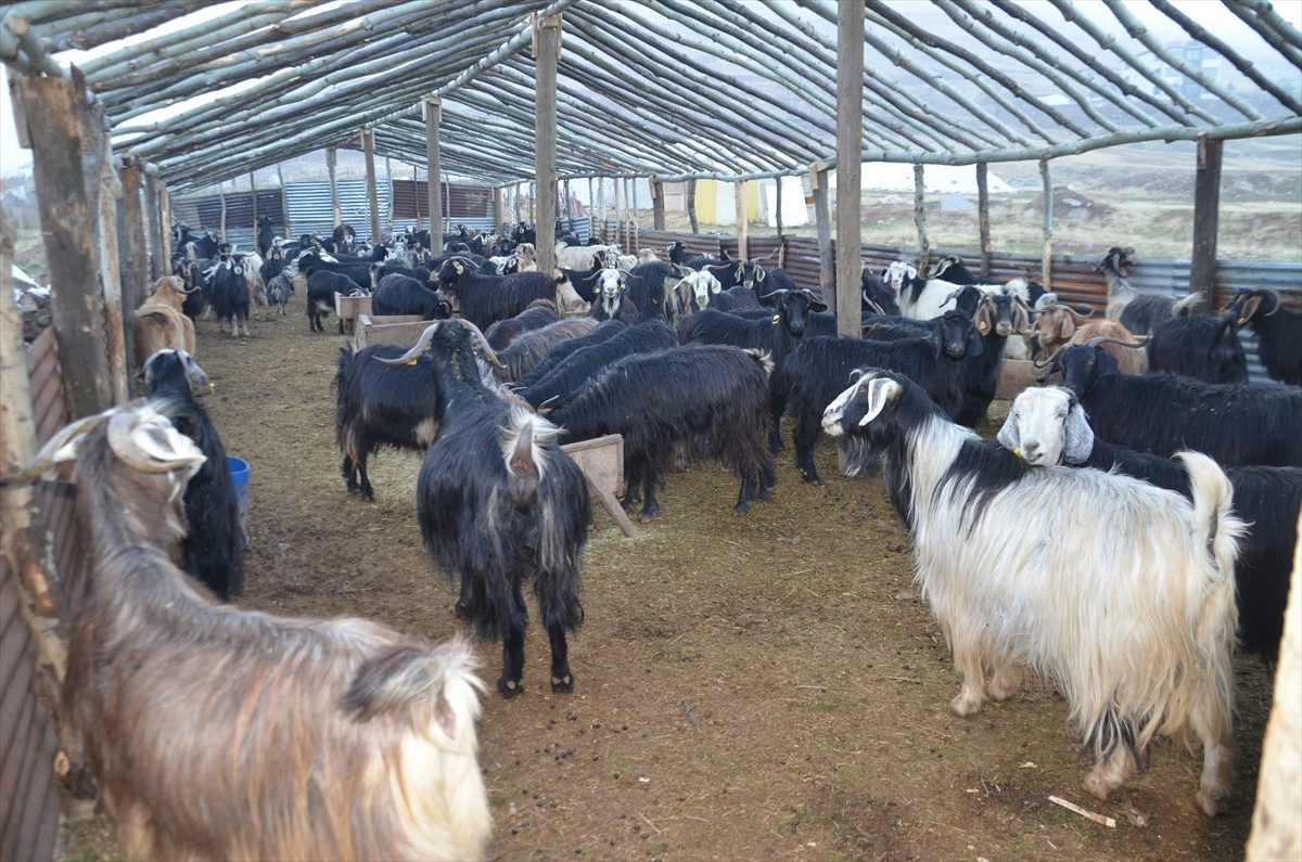 Küçükbaş hayvan yetiştiriciliğinin yaygın yapıldığı Muş'ta besiciler, havanın soğumasıyla...