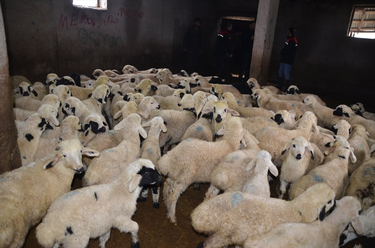 Küçükbaş hayvancılığın yaygın yapıldığı Muş'ta, "baharın müjdecisi" olarak görülen kuzu ve...