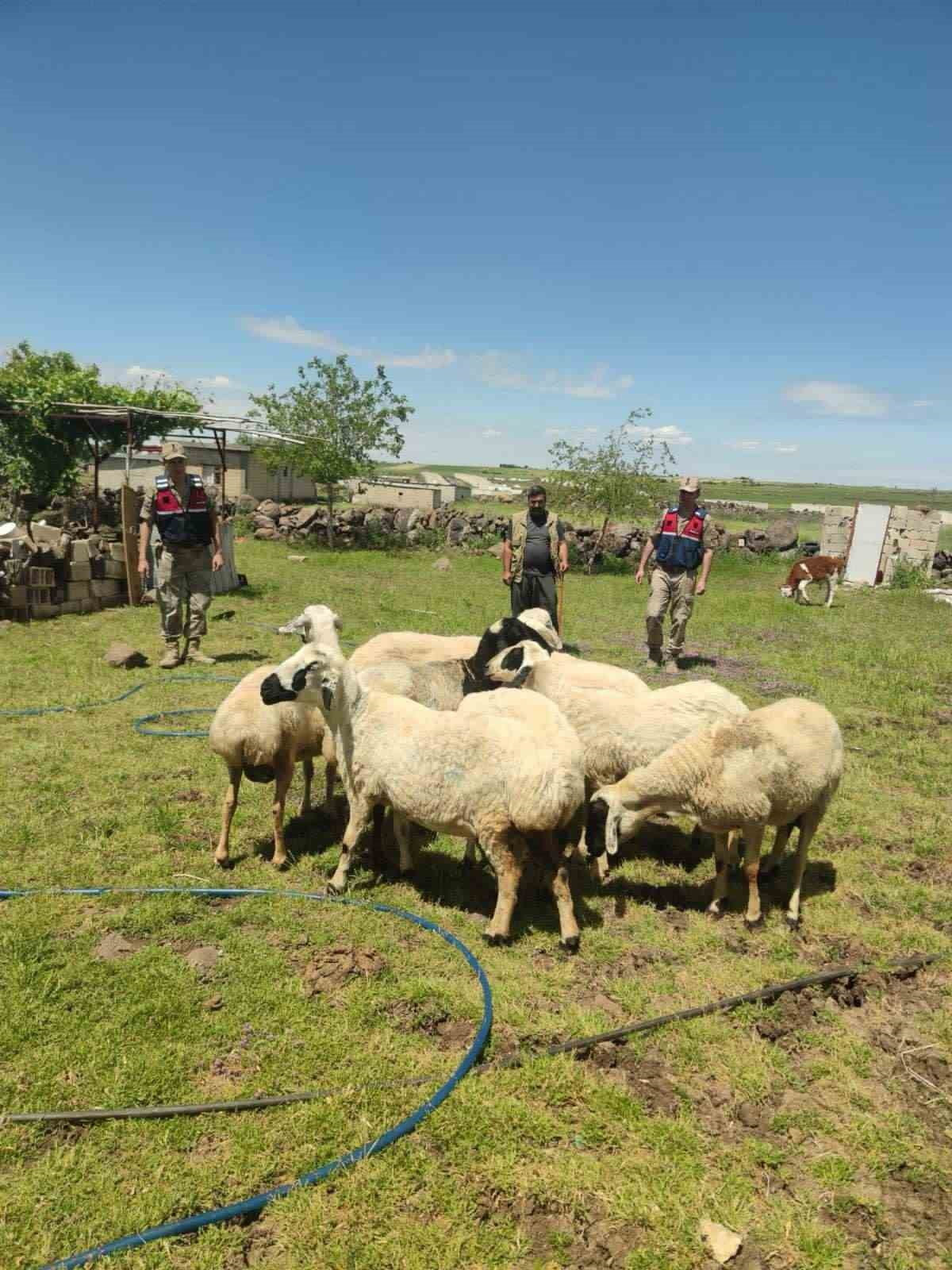 KÜÇÜKBAŞ HAYVANLAR DRON SAYESİNDE BULUNDU
