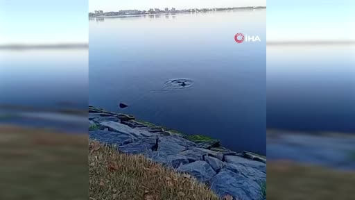 Küçükçekmece Gölü’nde su samuru balık yerken görüntülendi