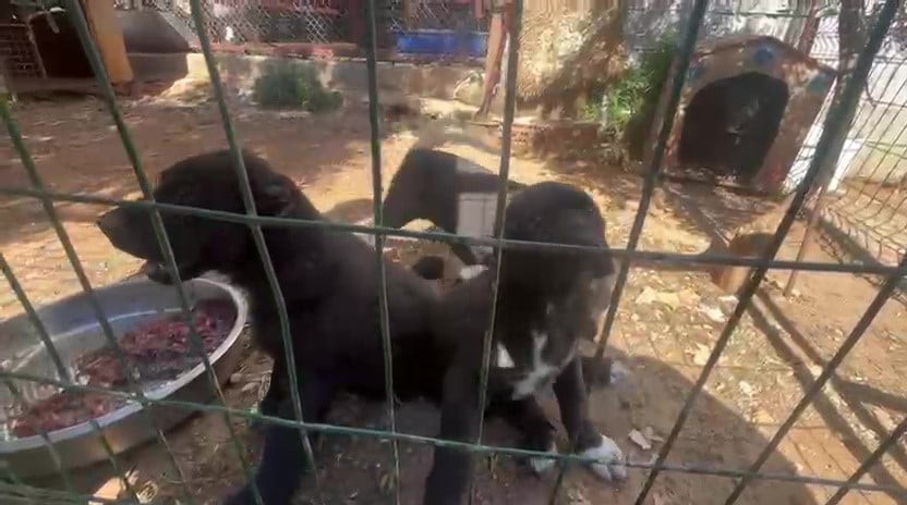 KULAKLARI KESİLMİŞ YAVRU KÖPEKLER