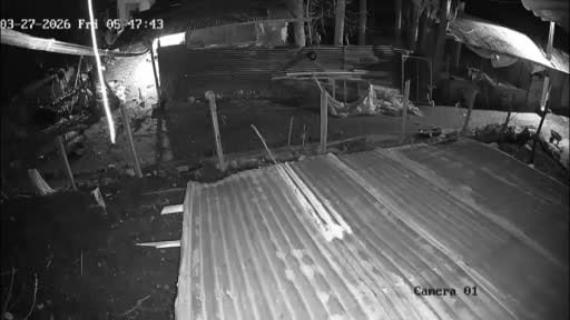 Kümese giren kurt, kazı alıp böyle kaçtı