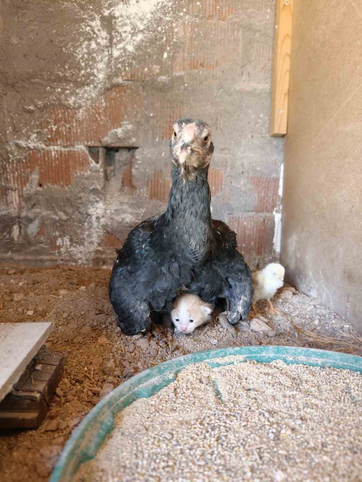 KÜMESİN DAVETSİZ MİSAFİRİ YAVRU KEDİ ANNE TAVUĞUN ALTINA SIĞINDI