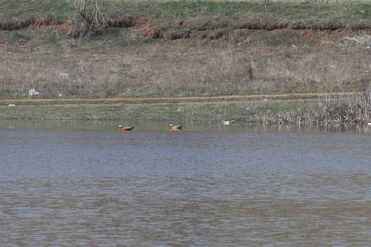 KURAKLIĞIN ETKİSİYLE AĞUSTOS AYINDA KURUMAYA BAŞLAYIP 2 AY İÇİNDE TAMAMEN KURUYAN KIZILCA GÖLETİ...