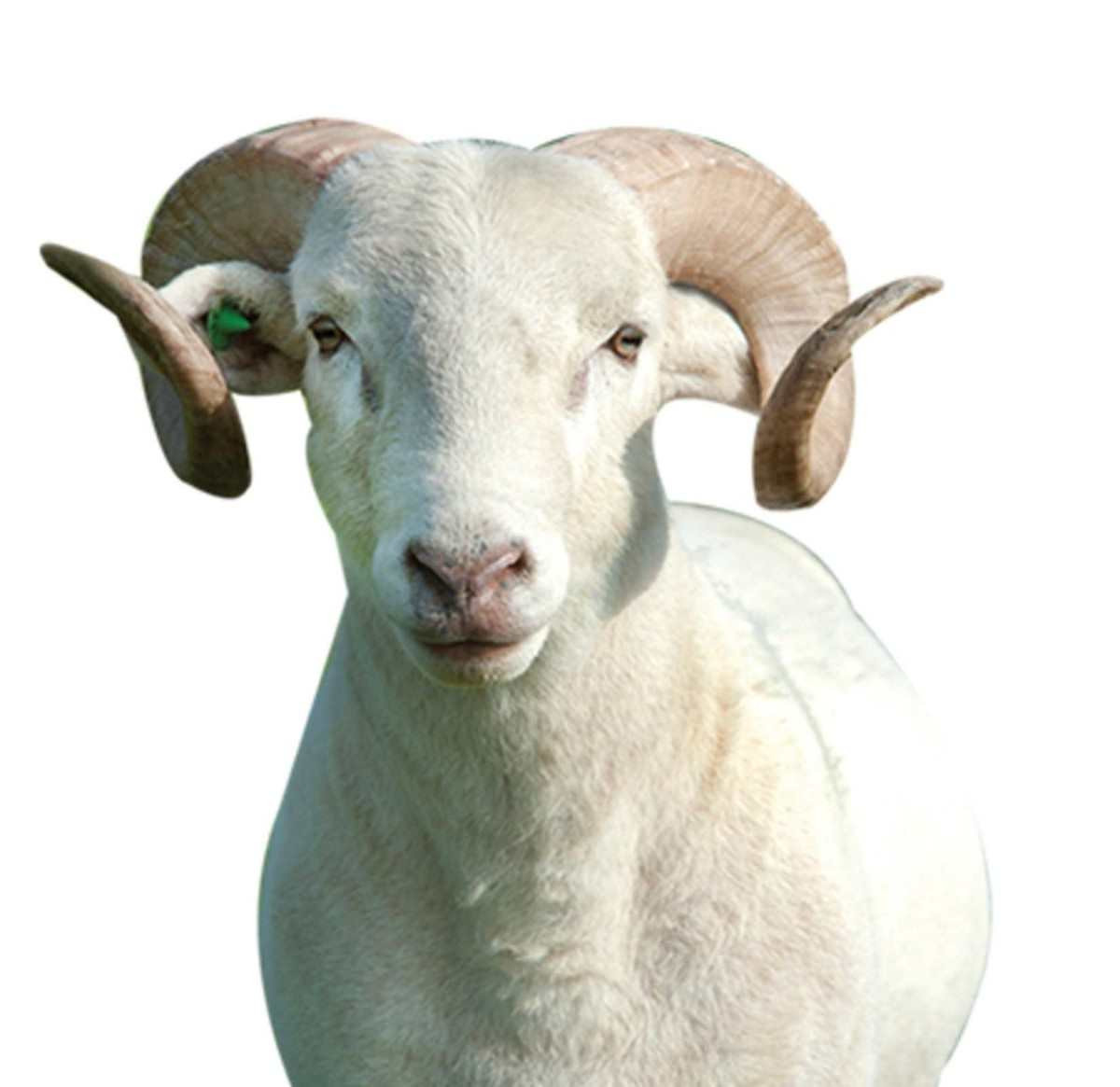 Kurban Bayramı