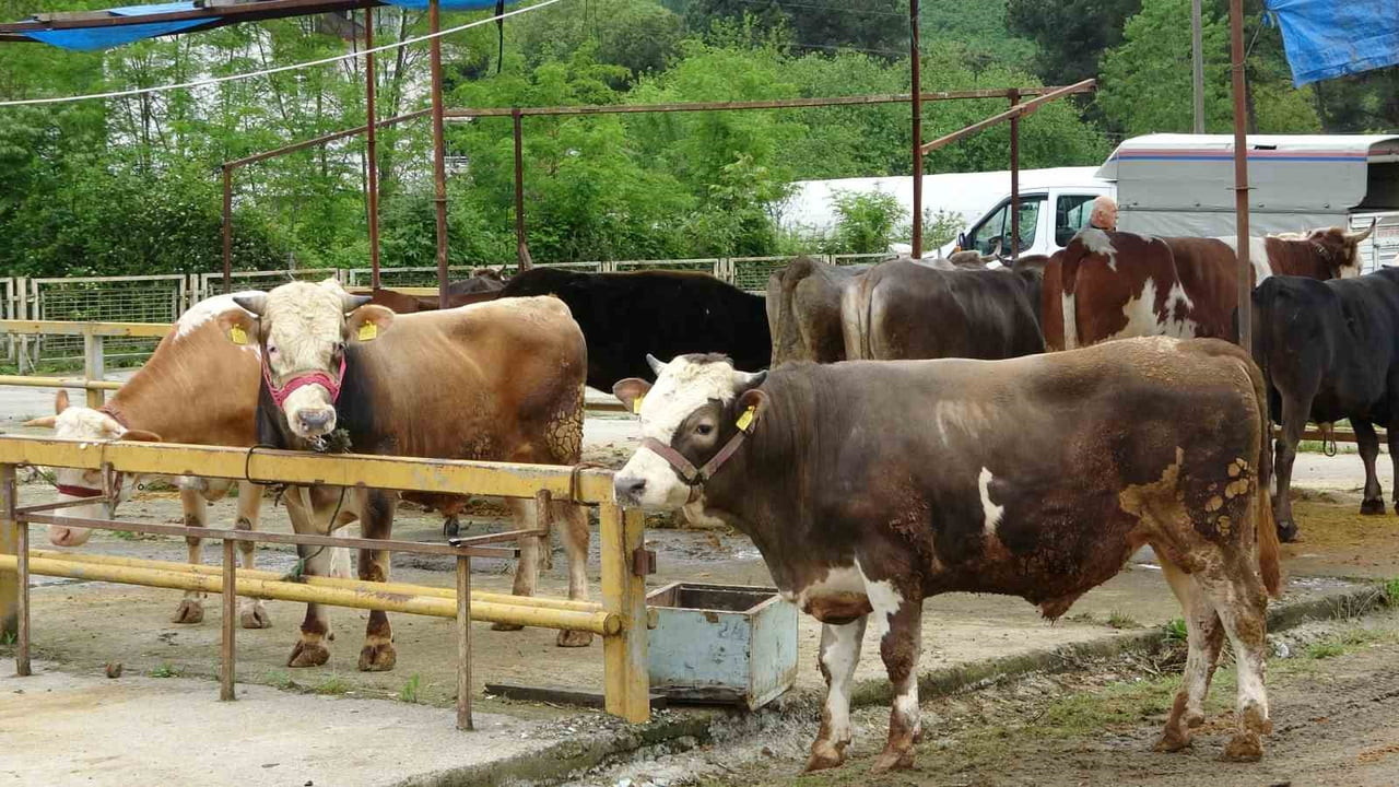 KURBAN BAYRAMI'NA SAYILI GÜNLER KALA, HAYVANLARININ BÜYÜK BÖLÜMÜNÜ SATAN ORDULU BESİCİLER, GERİYE...