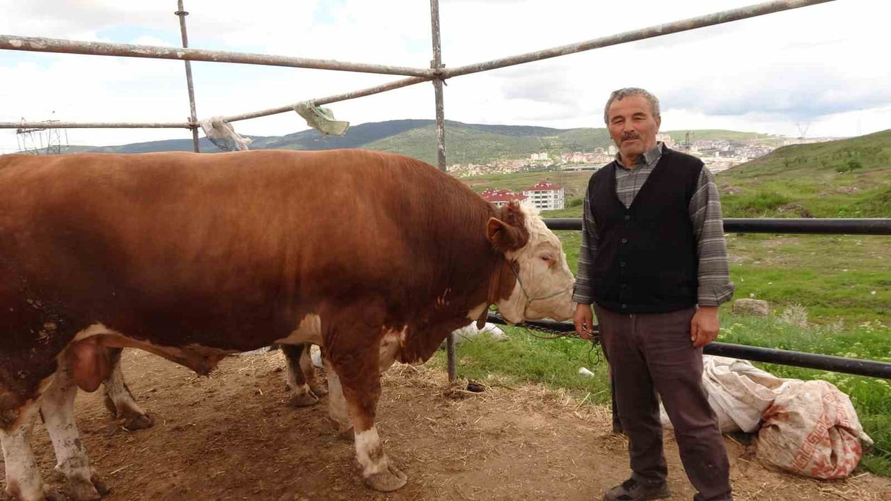 KURBAN BAYRAMINA SAATLER KALA YOZGAT’TAKİ CANLI HAYVAN PAZARINDA HAREKETLİLİK SÜRÜYOR.