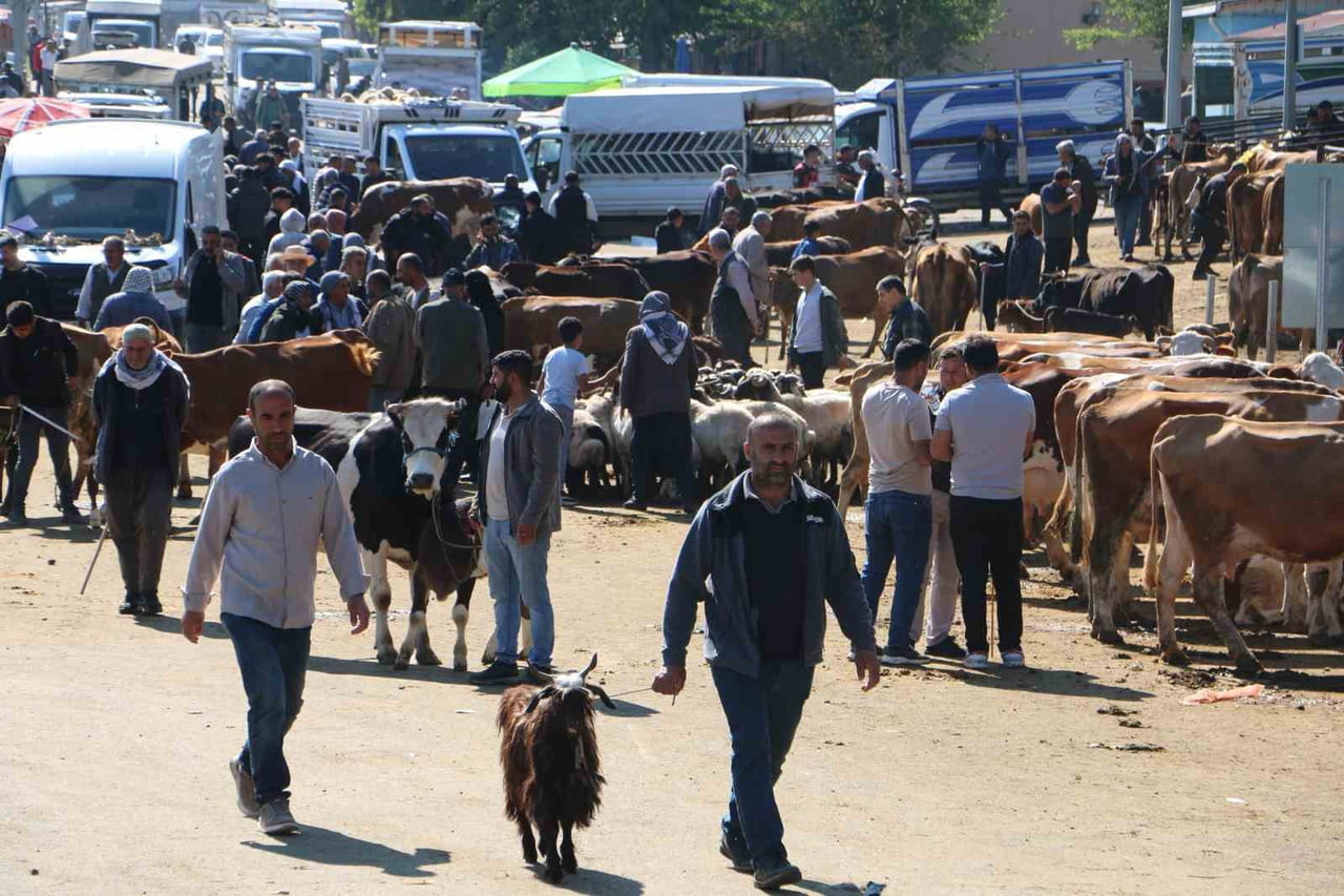 KURBAN BAYRAMI’NA SAYILI GÜNLER KALA YOĞUNLUK YAŞANIYOR. VATANDAŞLAR KURBANLIK ALMAK İÇİN...