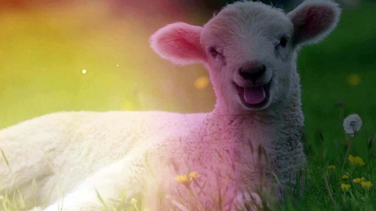 Kurban Kesme İbadetinin Dinimizce Önemi Nedir