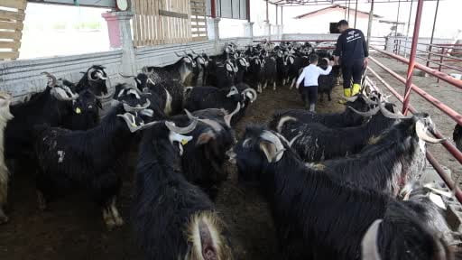 Kurban mesaisinde 'rekor' heyecanı: 140 kilogramlık dev keçi