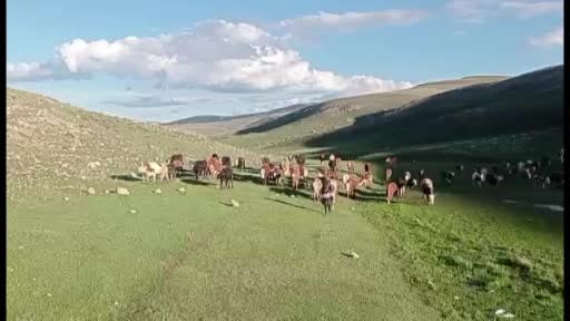 Kurban satışlarında sosyal medya tuzağı