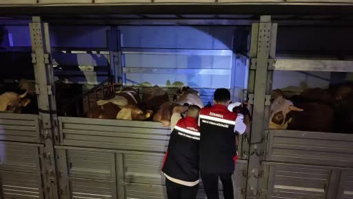 Kurbanlıklar İstanbul'a giriş yaptı: 81 ilden 60 bin kurbanlık getirildi
