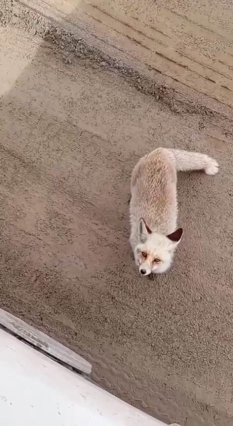 KURTALAN İLÇESİNDE ARAZİDE ÇALIŞAN İŞ MAKİNESİ OPERATÖRÜNÜN YANINA KADAR GELEN TİLKİ YİYECEK...