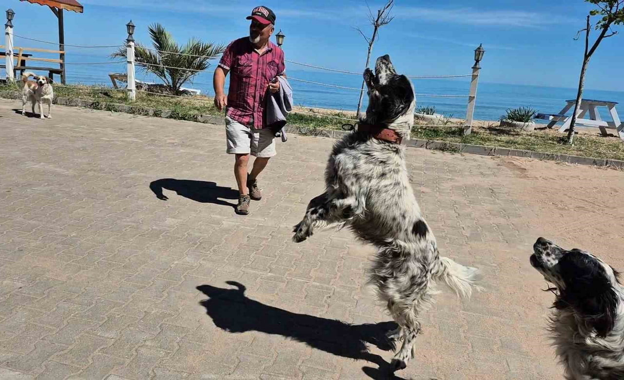 KURUCAŞİLE İLÇESİNE BAĞLI KAPISUYU KÖYÜNDEKİ 3 KÖPEK, DRON GÖRDÜKLERİNDE ORTALIĞI AYAĞA...