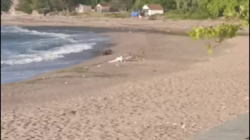 Kurucaşile'de plajda silahlı insansız hava aracı bulundu