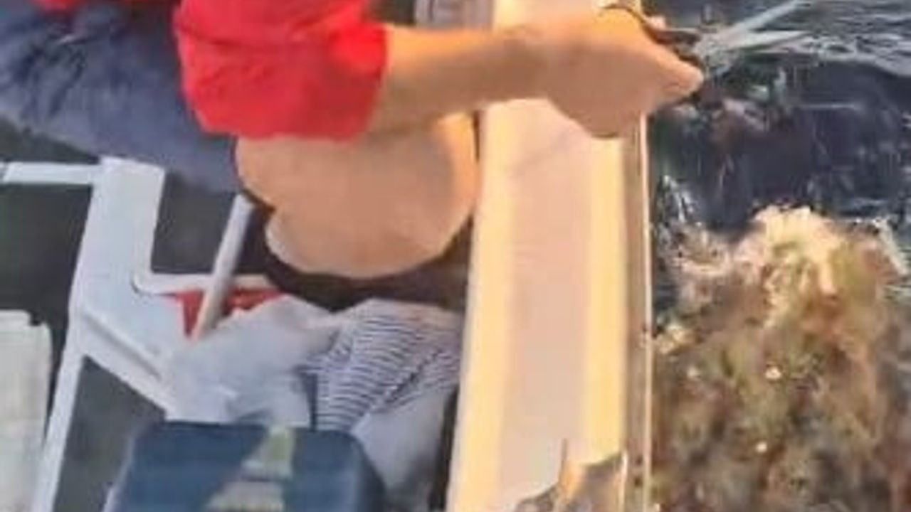 Kuşadası'nda caretta caretta deniz kaplumbağası taşla kurtarıldı