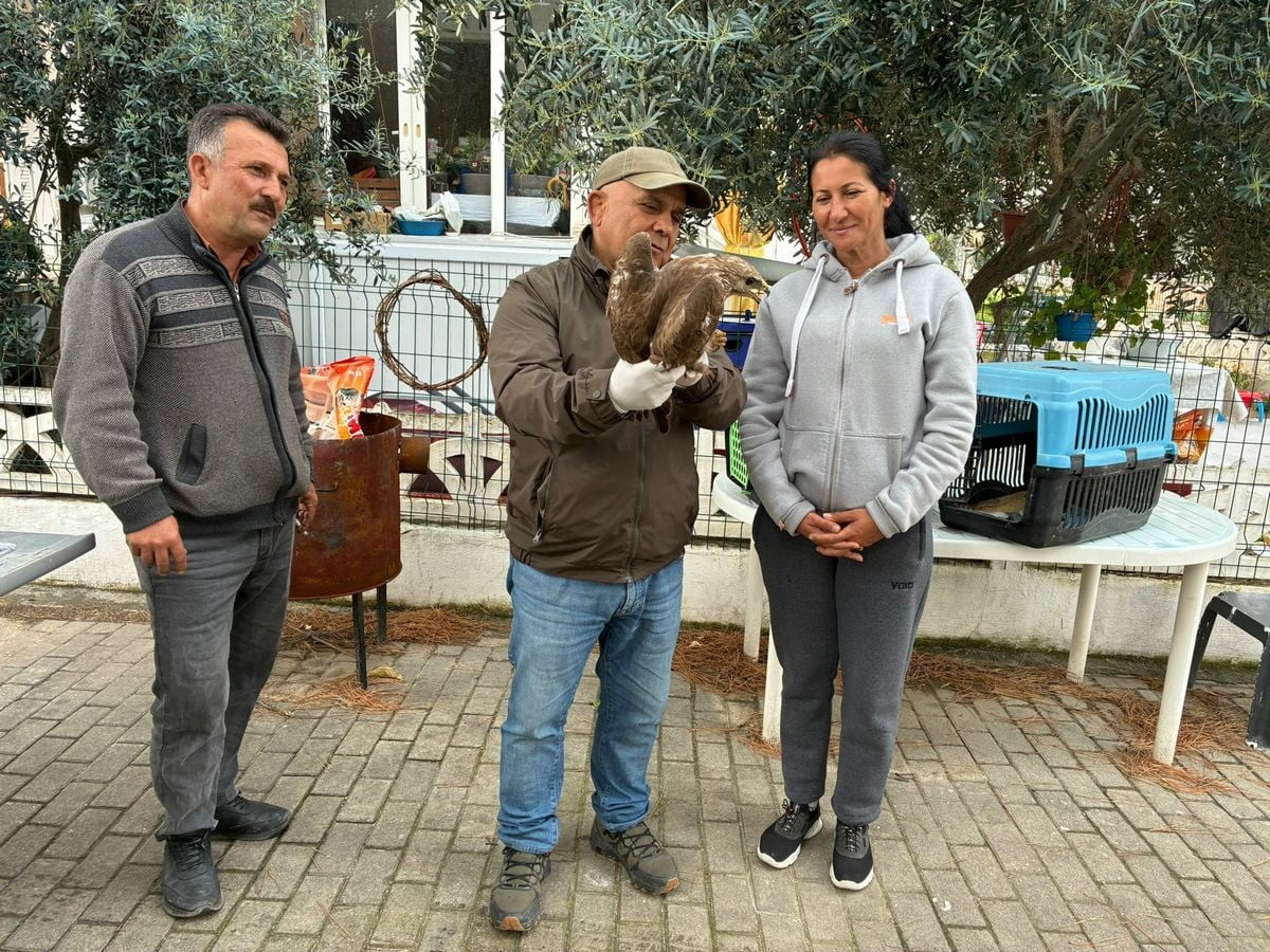KUŞADASI’NDA YARALI ŞAHİN TEDAVİSİNİN ARDINDAN DOĞAYA BIRAKILDI