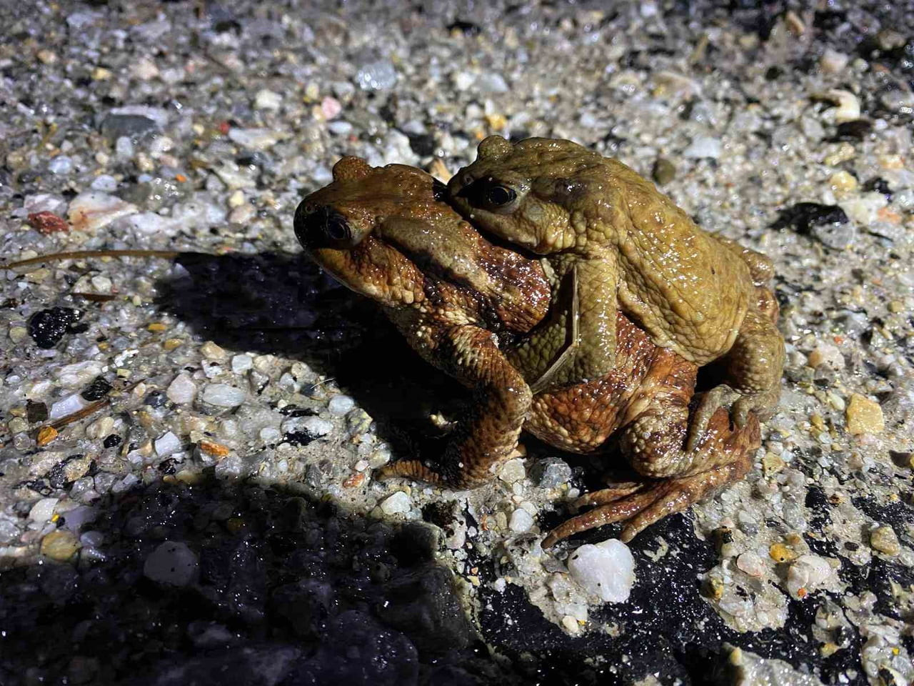 KÜTAHYA'DA 5 BİN YILLIK GÖÇ YENİDEN BAŞLADI