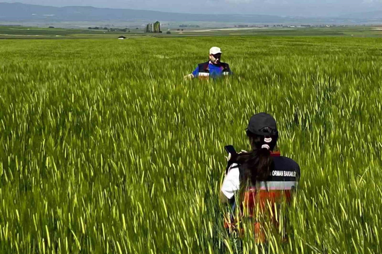 KÜTAHYA'DA SERTİFİKALI TOHUMLUK ÜRETİM PARSELLERİNDE TARLA KONTROLLERİ GERÇEKLEŞTİRİLDİ