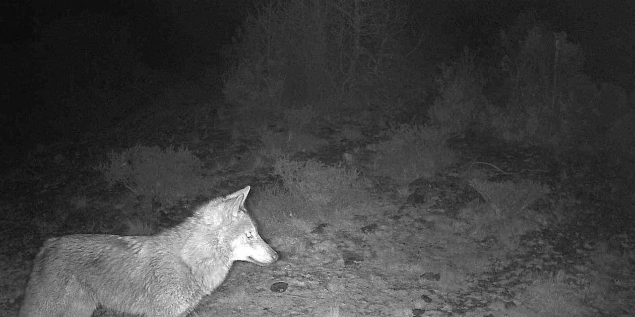 KÜTAHYA'DA YABAN HAYATI FOTOKAPANA TAKILDI
