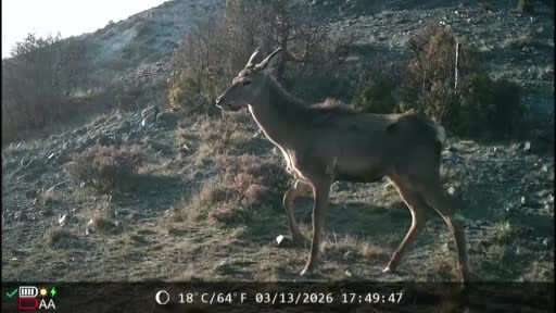 Kütahya'da yaban hayatı fotokapana takıldı