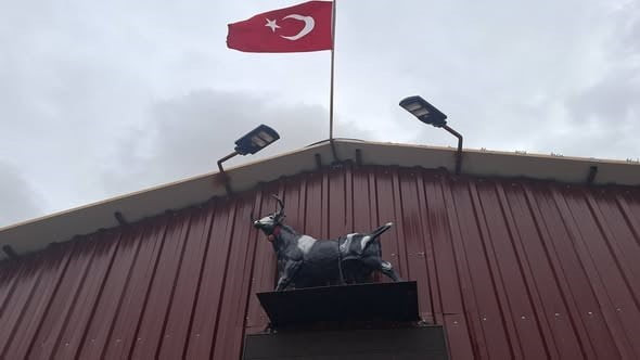 KÜTAHYA'NIN HİSARCIK İLÇESİNDE BİR AHIRIN ÇATISINDAKİ BOĞA HEYKELİNİ GERÇEK SANAN TOSUNUN KORKUP...