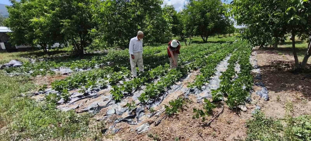KÜTAHYA’DA NOHUT VE BARBUNYA DEMONSTRASYON ALANLARINDA İNCELEME
