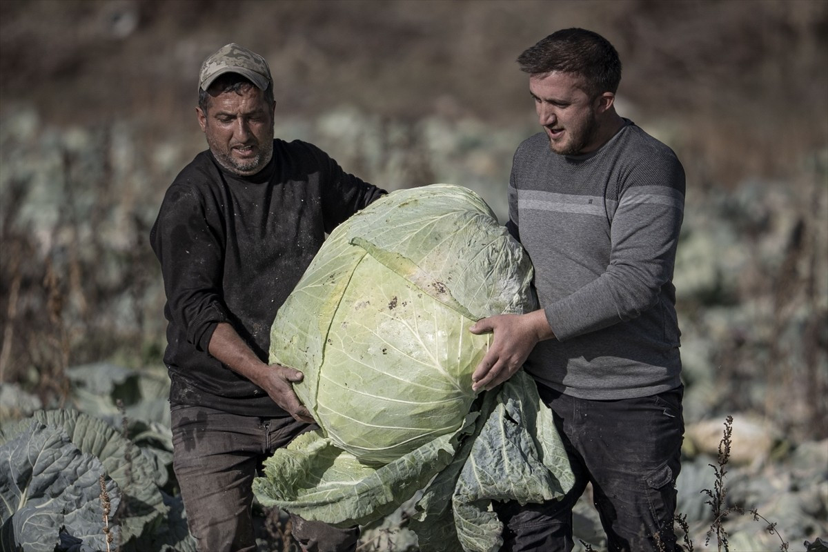 Lahana üretiminde verimli bir sezonu geride bırakan Erzurum'un Pasinler Ovası'ndaki çiftçiler, ata...