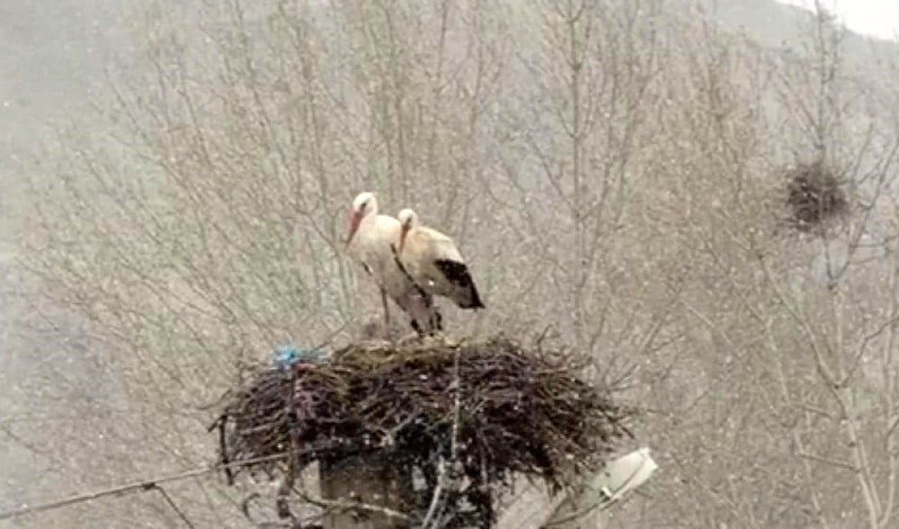 LEYLEKLER, SİVAS'TA KAR SÜRPRİZİ İLE KARŞILAŞTI.