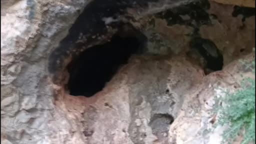 Mağarada binlerce arının bal mesaisi kamerada