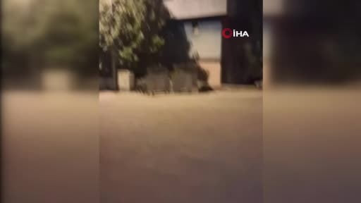 Mahalleye inen domuzları böyle kovaladı