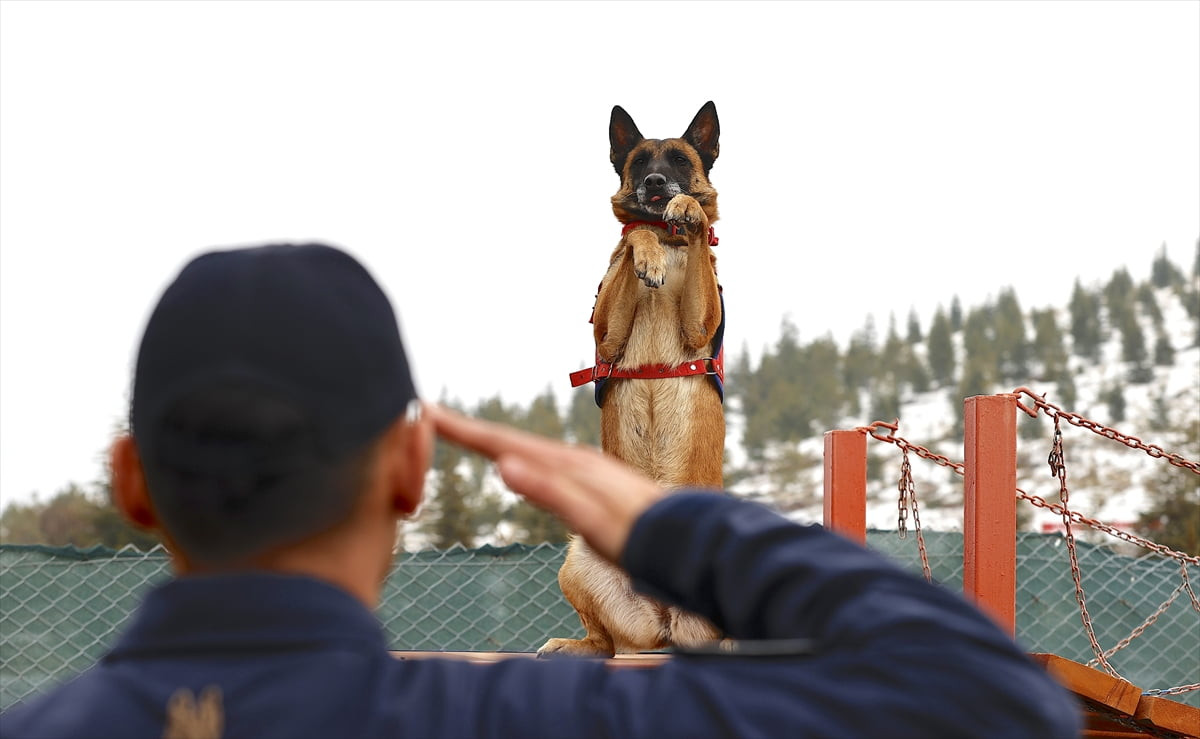 Malatya İl Jandarma Komutanlığı bünyesinde görev yapan kadavra tespit köpeği Sima, hassas burnuyla...